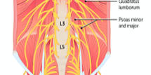 Anatomy of the Posterior Abdominal Wall