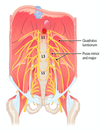 Anatomy of the Posterior Abdominal Wall