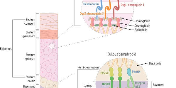 https://usmle-rx.scholarrx.com/rx-bricks/brick/CP_MUS0011