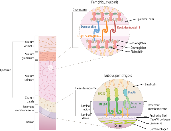 https://usmle-rx.scholarrx.com/rx-bricks/brick/CP_MUS0011