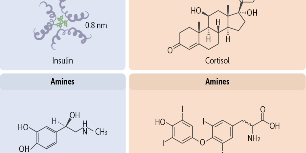 Basic chemical structure for hormone classes