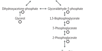 Gluconeogenesis