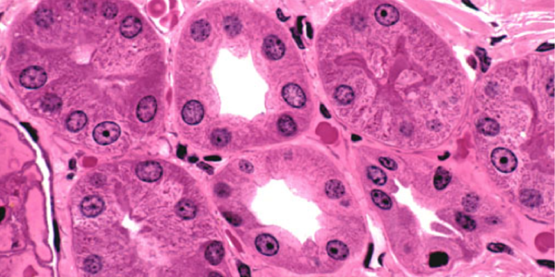 Histology of Epithelial Tissue
