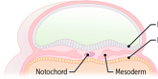 Development of the Nervous System