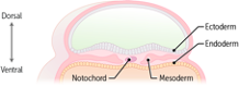 Development of the Nervous System