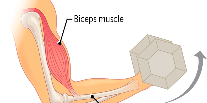 musculoskeletal foundations and frameworks