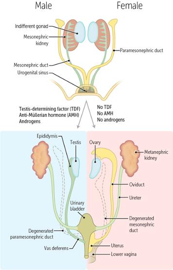 Congenital Disorders of the Reproductive Systems