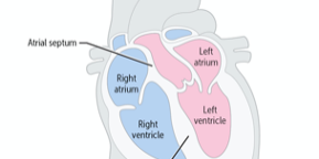 anatomy of the heart