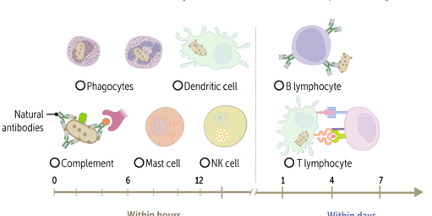Immunology Foundations and Framework