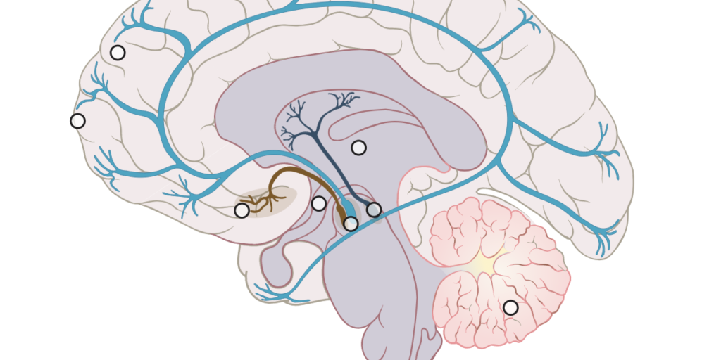 Synaptic Transmission