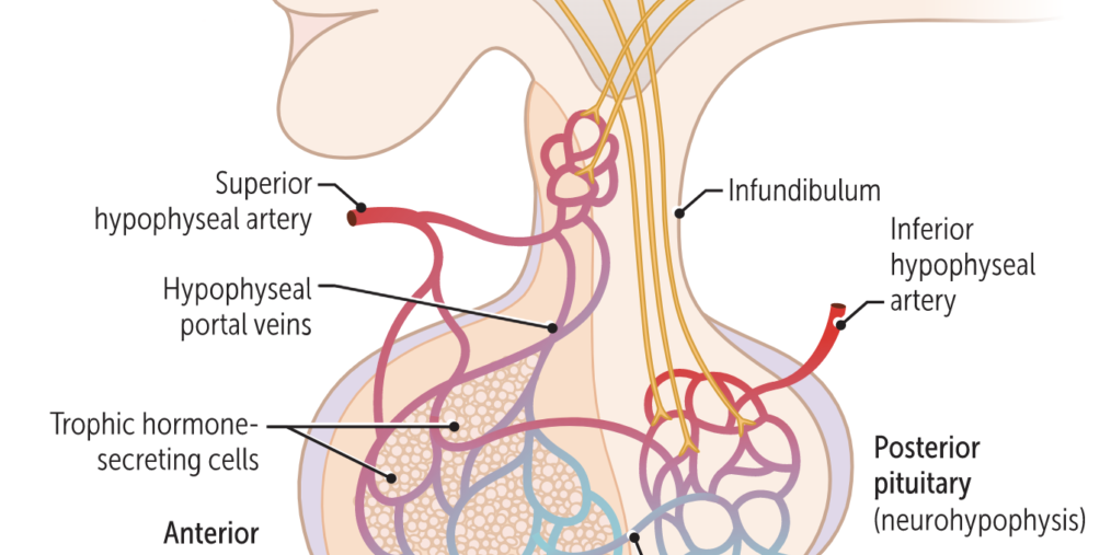 Pituitary Gland
