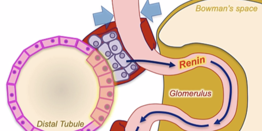 Renin-Angiotensin-Aldosterone System