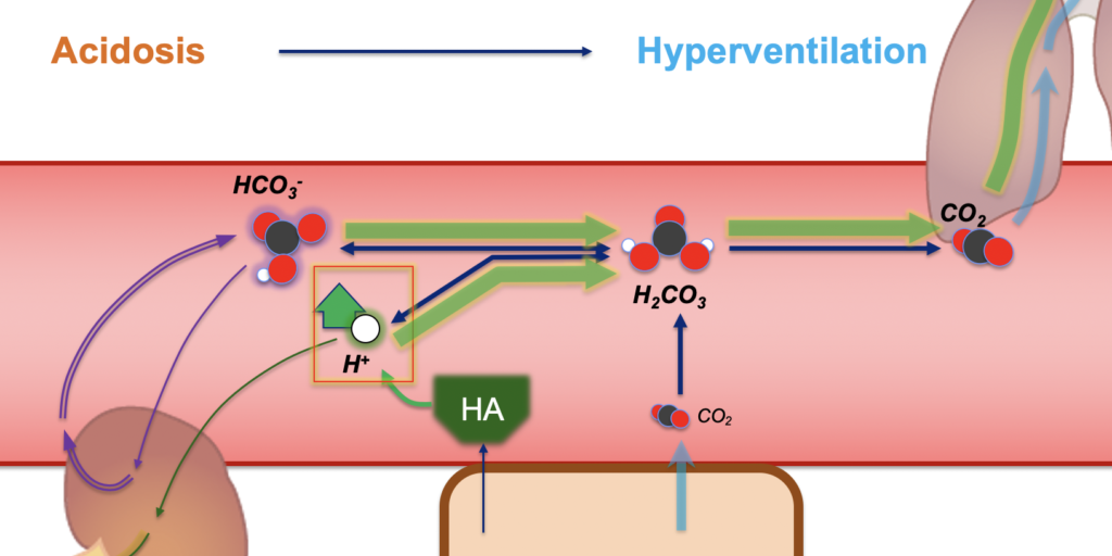 Metabolic Acidosis and Alkalosis